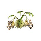 Applique murale ELK Home Huarco 16050 2 lumières vert sauge